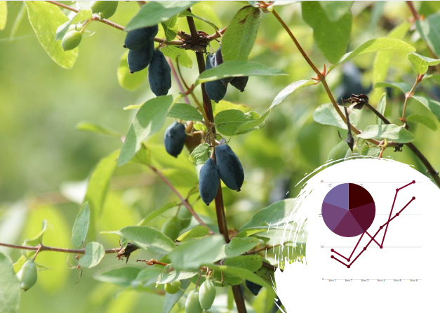 Бізнес-план вирощування жимолості в Україні: ягода, корисна для організму і бізнесу